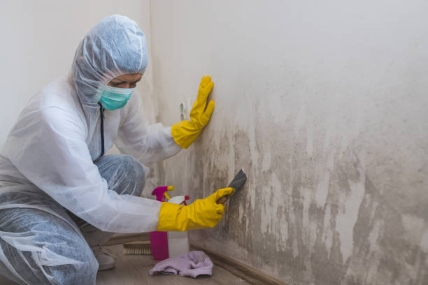 Best Toxic Mold Removal  in Hanahan, SC
