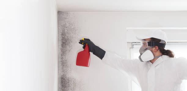Best Best Mold Removal Companies  in Hanahan, SC