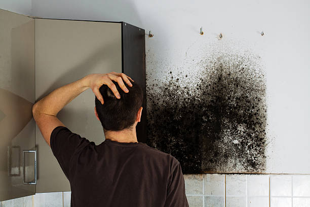 Best Mold Removal Company Near Me  in Hanahan, SC