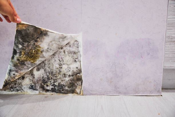 Best Residential Mold Removal  in Hanahan, SC